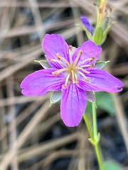 Geranium caespitosum