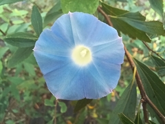 Ipomoea hederacea