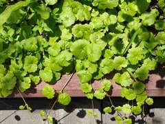 Glechoma hederacea