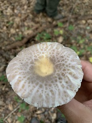 Russula crustosa