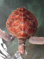 Carettinae
