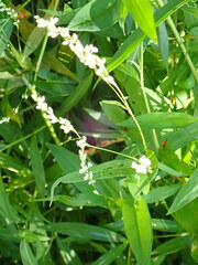 Persicaria hydropiper