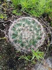 Mammillaria