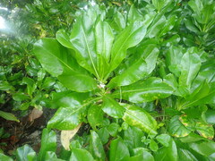 Scaevola taccada
