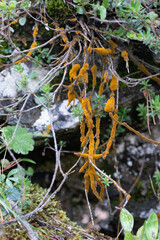 Trentepohlia aurea