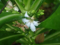 Scaevola taccada