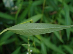 Persicaria hydropiper