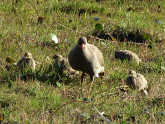 Pternistis adspersus