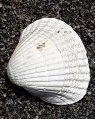 Cerastoderma edule