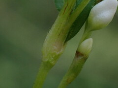 Persicaria hydropiper