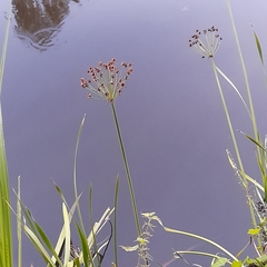 Butomus umbellatus