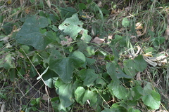 Aristolochia clematitis