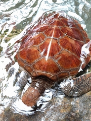Carettinae