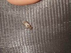 Arocatus melanocephalus