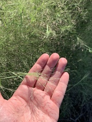 Muhlenbergia porteri