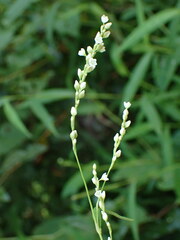 Persicaria hydropiper