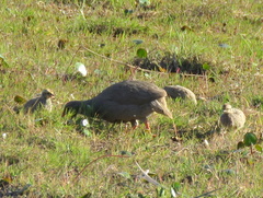 Pternistis adspersus