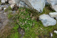 Micranthes nelsoniana