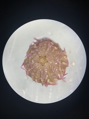 Lytechinus variegatus