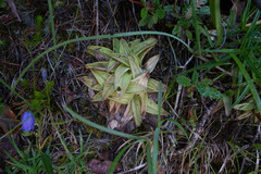 Pinguicula alpina