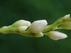 Persicaria hydropiper