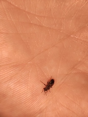 Arocatus melanocephalus