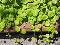 Glechoma hederacea
