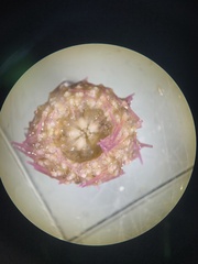 Lytechinus variegatus