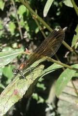 Calopteryx haemorrhoidalis