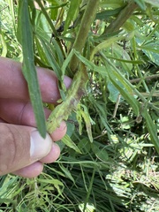 Eupatorium torreyanum