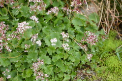 Micranthes nelsoniana