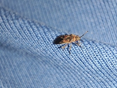 Arocatus melanocephalus