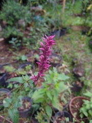 Agastache mexicana