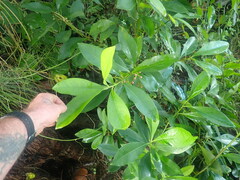 Ardisia