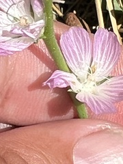 Sidalcea sparsifolia