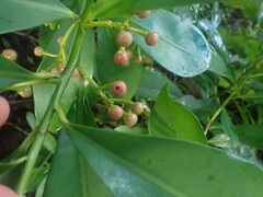Ardisia