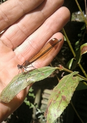 Calopteryx haemorrhoidalis