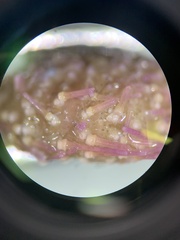 Lytechinus variegatus