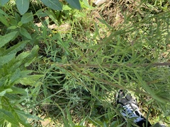Eupatorium torreyanum