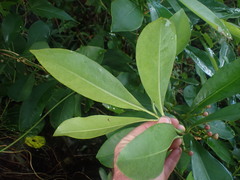 Ardisia
