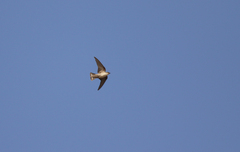 Ptyonoprogne fuligula