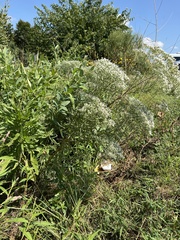 Eupatorium torreyanum