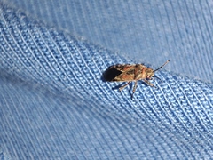 Arocatus melanocephalus