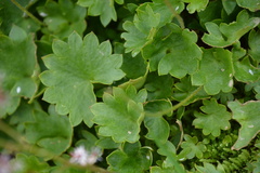 Micranthes nelsoniana