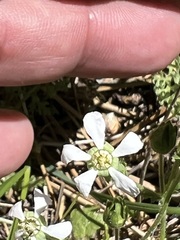 Horkelia clevelandii