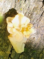 Ductifera pululahuana