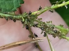 Aphis fabae