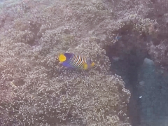 Pygoplites diacanthus