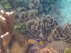 Pygoplites diacanthus