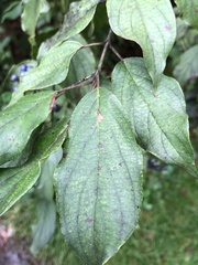 Cornus obliqua